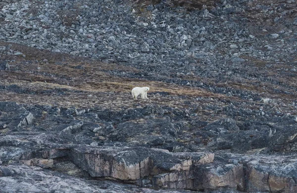 Kutup ayısı bir Arctic kenarı — Stok fotoğraf
