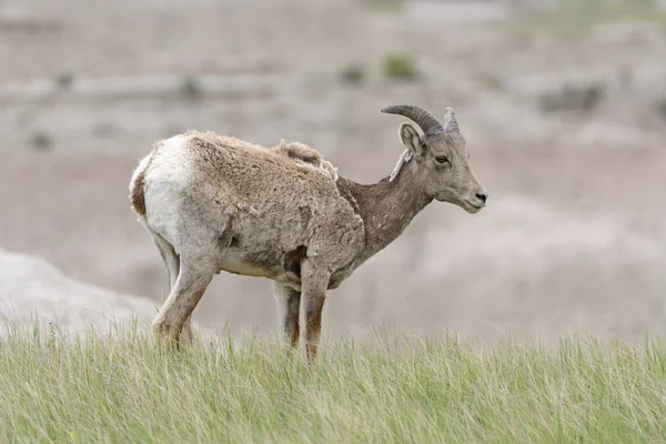 Bighorn προβάτων στο Λιβάδι — Φωτογραφία Αρχείου