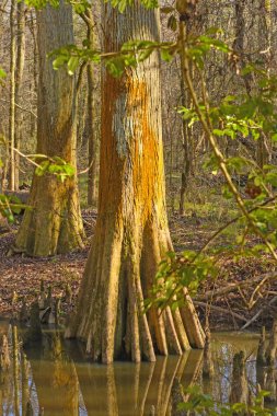Colorful Cypress Trunk in a Wetland clipart