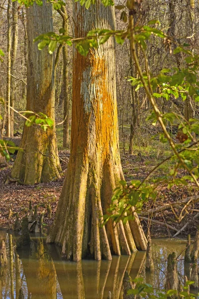 Farbenfroher Zypressenstamm in einem Feuchtgebiet — Stockfoto