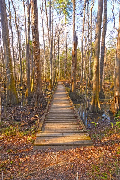 Θαλάσσιο περίπατο στο δάσος Bottomland — Φωτογραφία Αρχείου