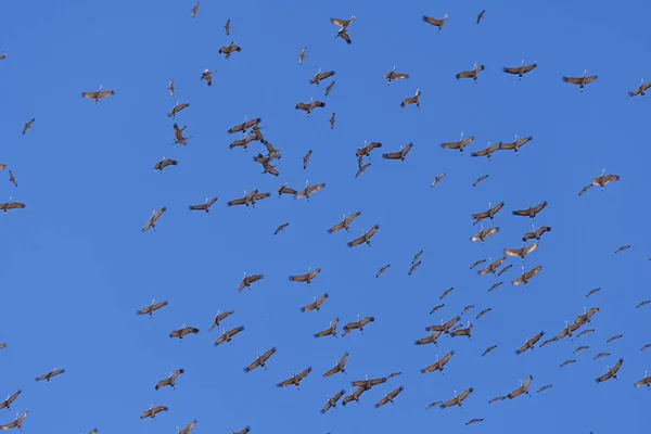 Tornado żurawia podczas migracji — Zdjęcie stockowe