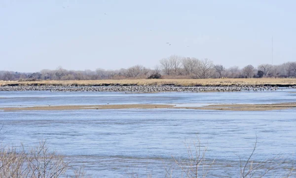 春天普拉特河上的沙丘鹤 — 图库照片