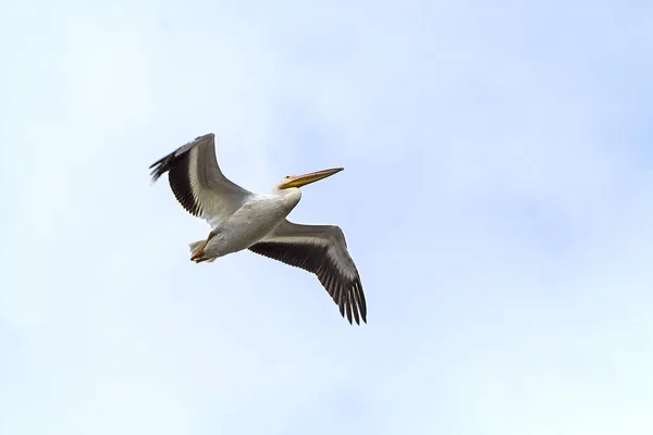 American White Pelican Flying Overhead — Stock Photo, Image