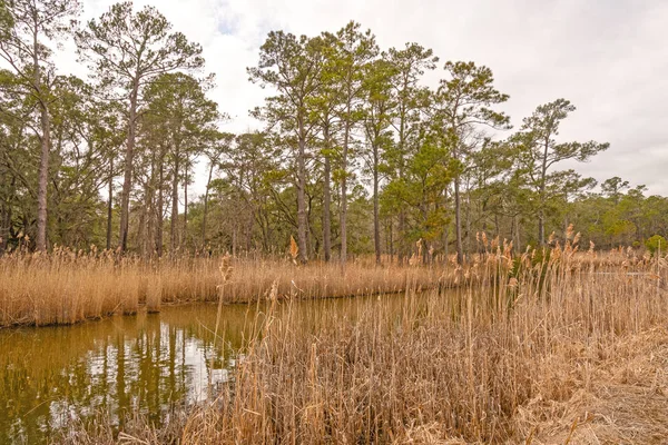 Longleaf Pine längs en kust Bayou — Stockfoto
