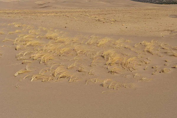Gazon soufflé dans les dunes de sable — Photo