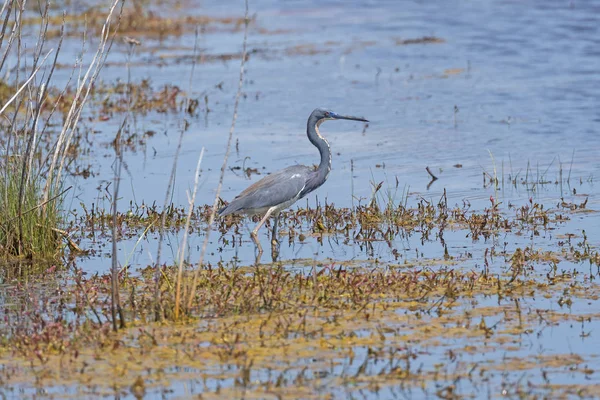 湿地池でのトリコロールヘロン狩り — ストック写真