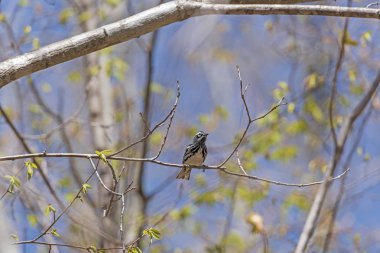 Bir Ağaçta Siyah ve Beyaz Warbler