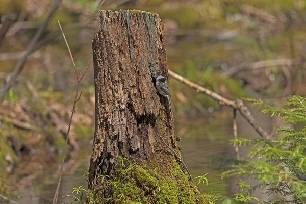 Schwarzmützenküken außerhalb ihres Nestes in einem Baumstumpf — Stockfoto