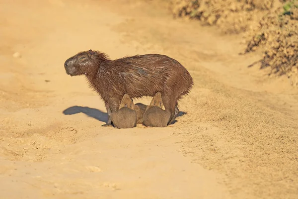 Capybara母亲喂养婴儿 — 图库照片