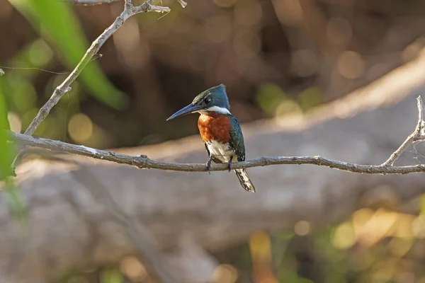 Green Kingfisher em uma Árvore Wetland — Fotografia de Stock