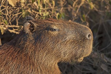 Bir Capybara 'nın Baş Detayları