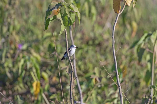 A Black Backed Water Tyrant in the Wetlands — Stock Photo, Image