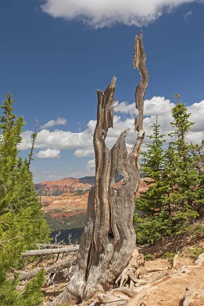 Artistic Remnants of an Englemann Spruce — Stock Photo, Image