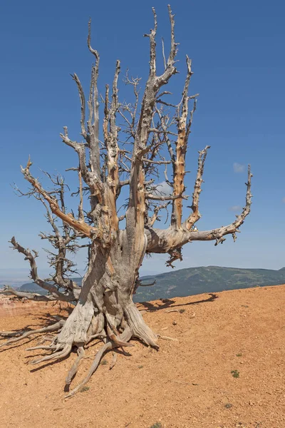 Ramos saltados de um tronco de pinheiro Bristelcone — Fotografia de Stock