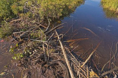 Vahşi Bataklıktaki Kunduz Barajı