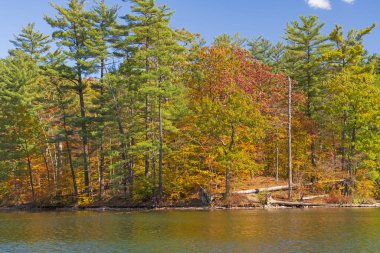 Sonbahar Renkleri Çamları Kırıyor
