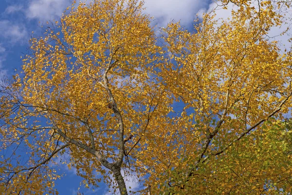 Gele bladeren tegen een blauwe lucht — Stockfoto