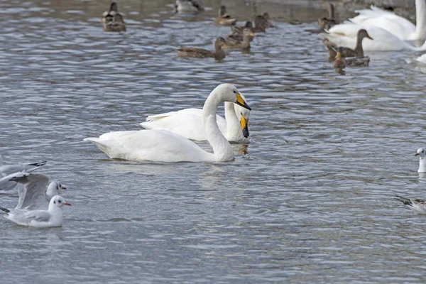 Whooper Swan w lokalnym stawie — Zdjęcie stockowe