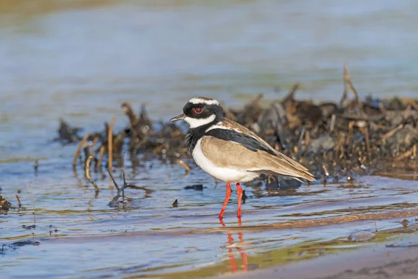Pied Plover on a Wetland Shore — Stock Photo, Image