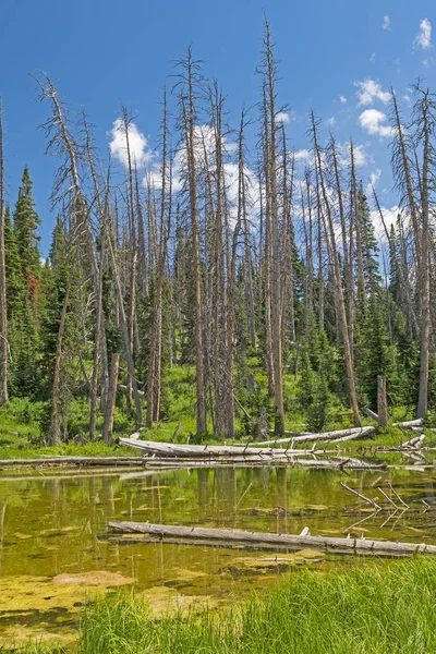 Shallow Pond in the Mountains — ストック写真