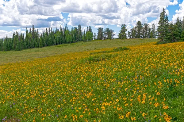 Flores silvestres de verão em um prado da montanha — Fotografia de Stock