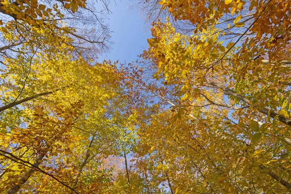 Vzhlížet k podzimním barvám — Stock fotografie