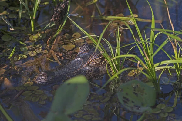 Skvostný Caiman skrývající se v mokřině — Stock fotografie