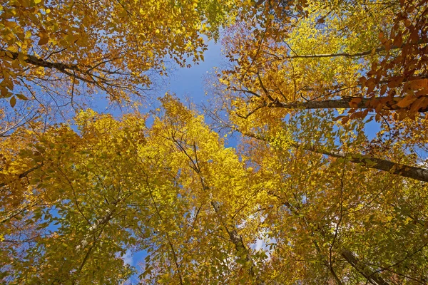 Kijkend naar de herfstkleuren — Stockfoto