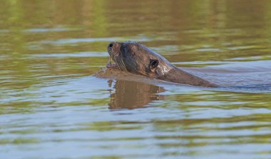 Pantanal Bataklıklarında yüzen dev nehir samurları.