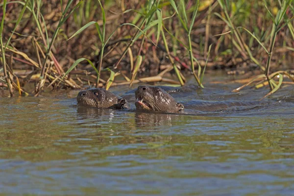 Giant River Otters Swimming in the Cuiba River in the Pantanal W — Stock Photo, Image