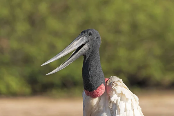 Vista cercana de la boca abierta de un Jabiru —  Fotos de Stock