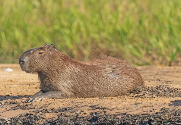 Capibara macho en una orilla del río en el Pantanal — Foto de Stock