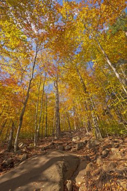 Sonbahar Ormanında Yokuş yukarı