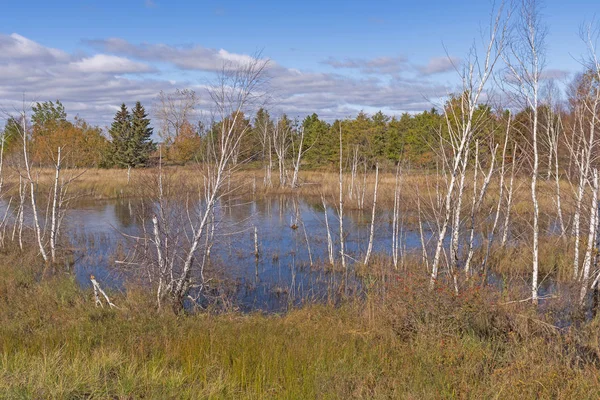湖畔池の白樺並木 — ストック写真
