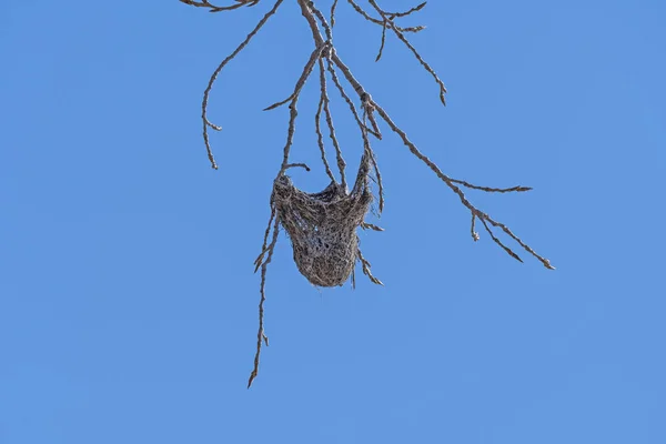 Oriole Gniazdo w gałęzi drzewa — Zdjęcie stockowe