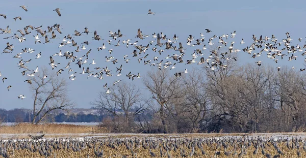 Geese and Cranes taking off from a Roosting Ground — Stock Photo, Image