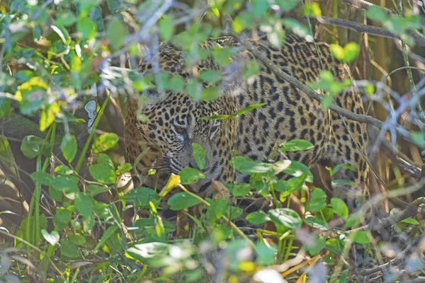 Jaguar Çalılıklarda Saklanıyor — Stok fotoğraf