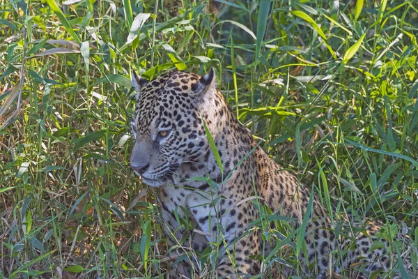 Jaguar assistindo das gramíneas na costa — Fotografia de Stock