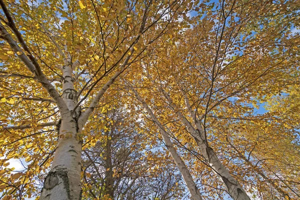 Blick in die Birken im Herbst — Stockfoto