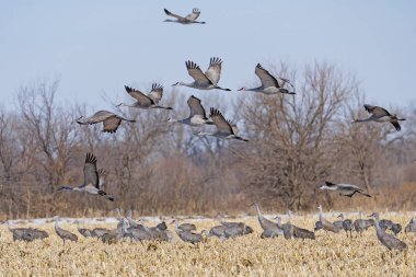 Kum Tepesi Turnaları Çiftlik Alanından kalkıyor
