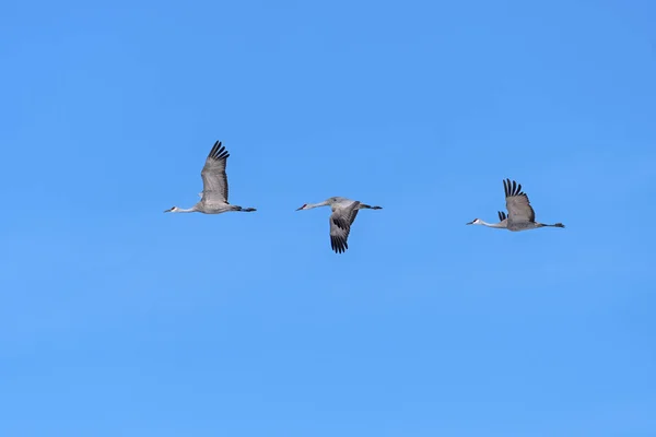 Skupina Sandhillova Cranes v letu — Stock fotografie