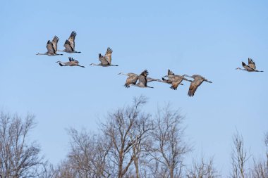 Cranes Taking Off Above the Cottonwoods clipart
