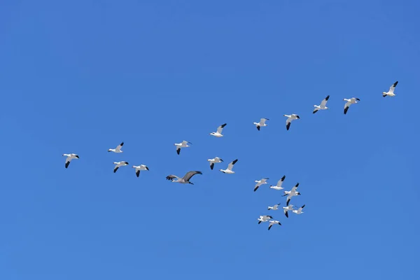 Sandhill Crane Flyign with a Flock of Snowhusese — Stock fotografie