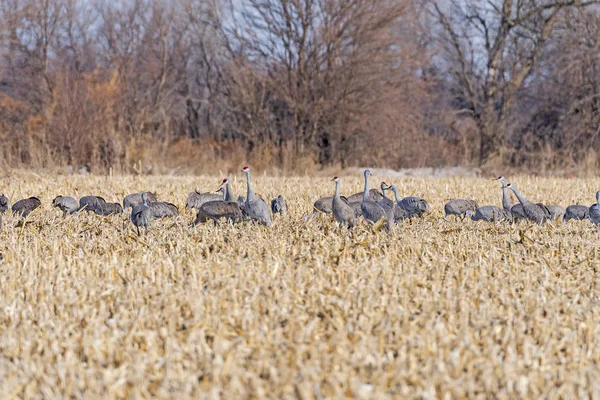 Sandhill Kranen kijken omhoog vanuit hun voeding in de maïsvelden Stockfoto