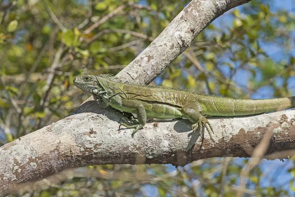 Zöld Iguana egy Pantanal fán — Stock Fotó