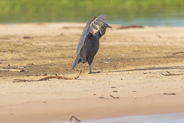 Noir vautour affichage sur un pantanal sandbar — Photo