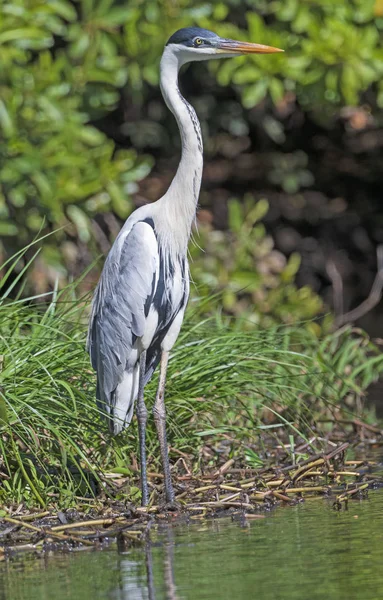 Cocoi Heron standing on the shore in the Pantanal — Stock Photo, Image