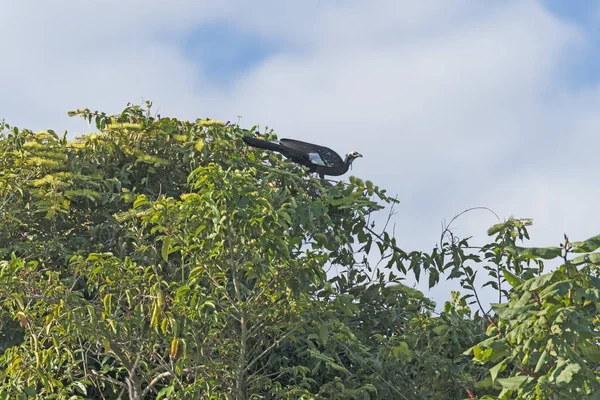 Guan tuyauterie commune dans la canopée pantanal — Photo