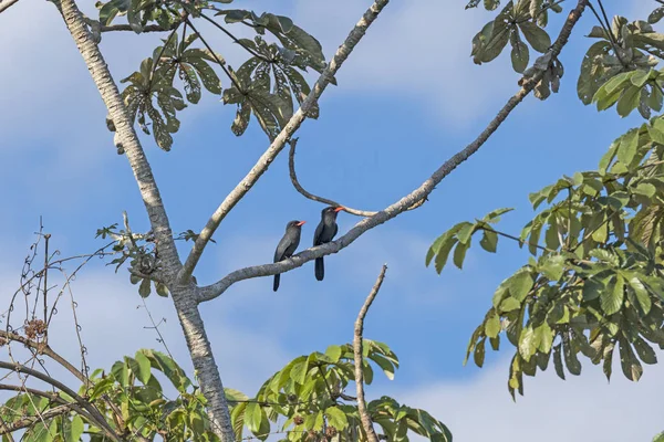 Um par de Nunbirds de Frente Negra em uma árvore — Fotografia de Stock
